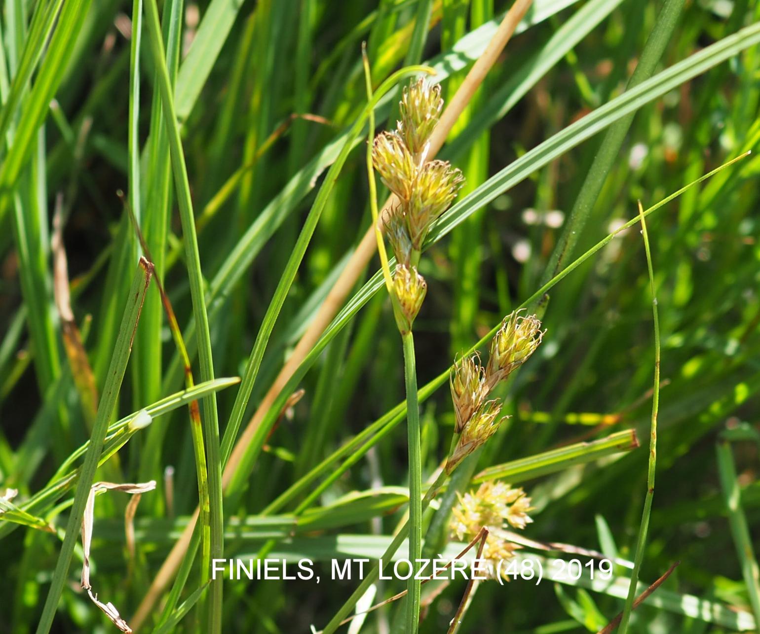 Sedge, Common Hare